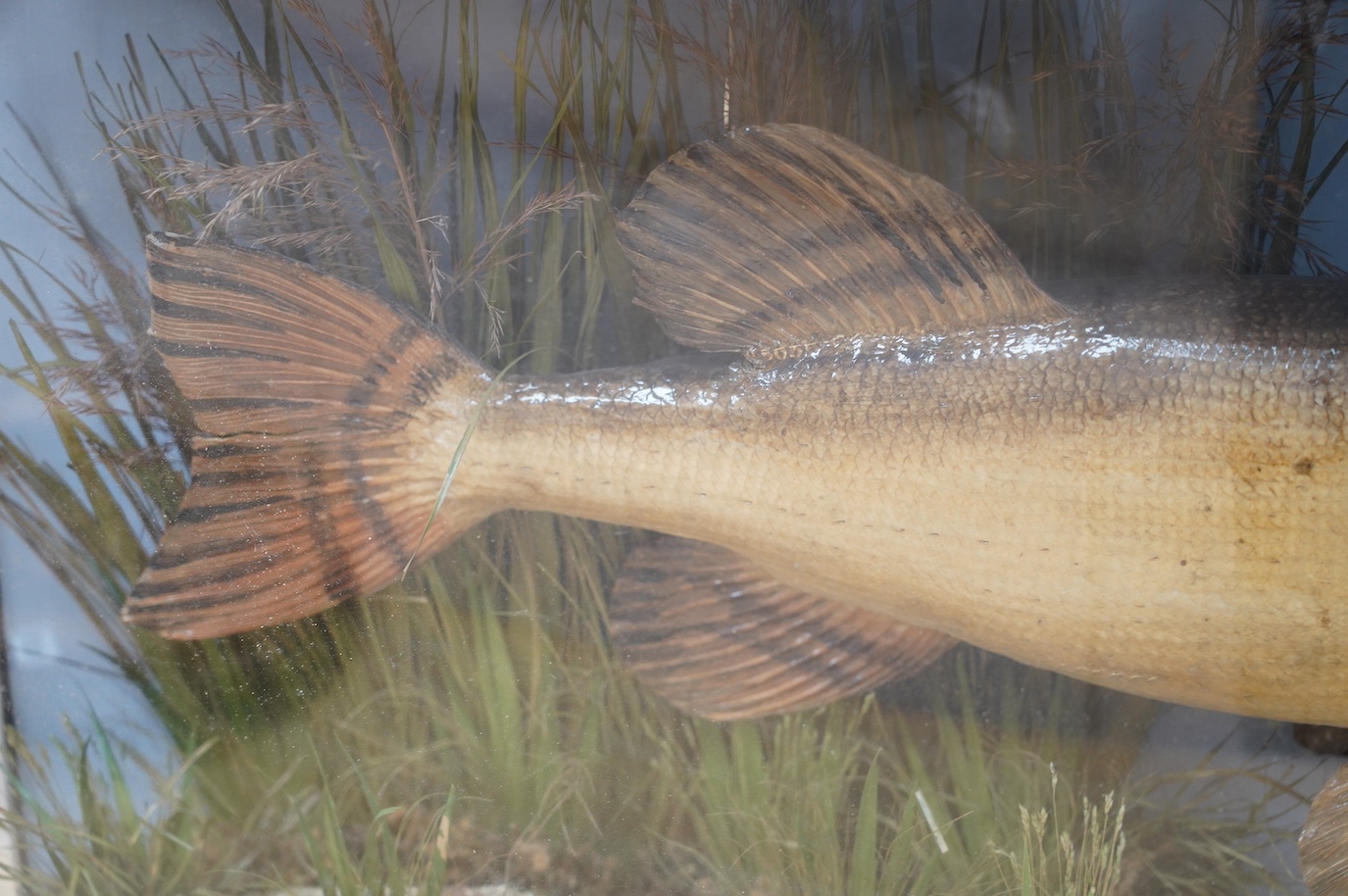 A J. Cooper & Sons taxidermy Pike in a bow fronted glazed case, 100cm. Condition - good